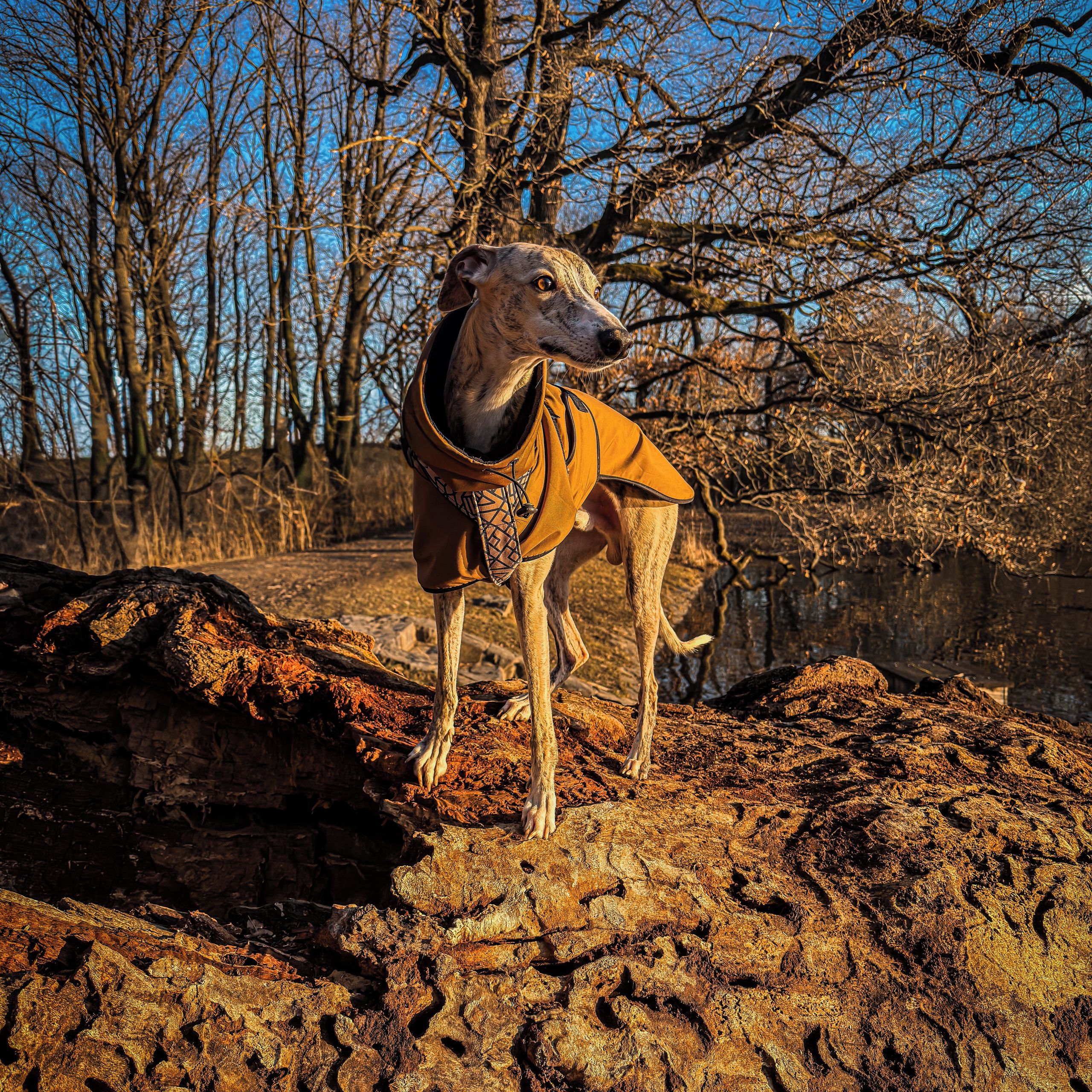 Soutěžní fotografie - Jack,  Whippet