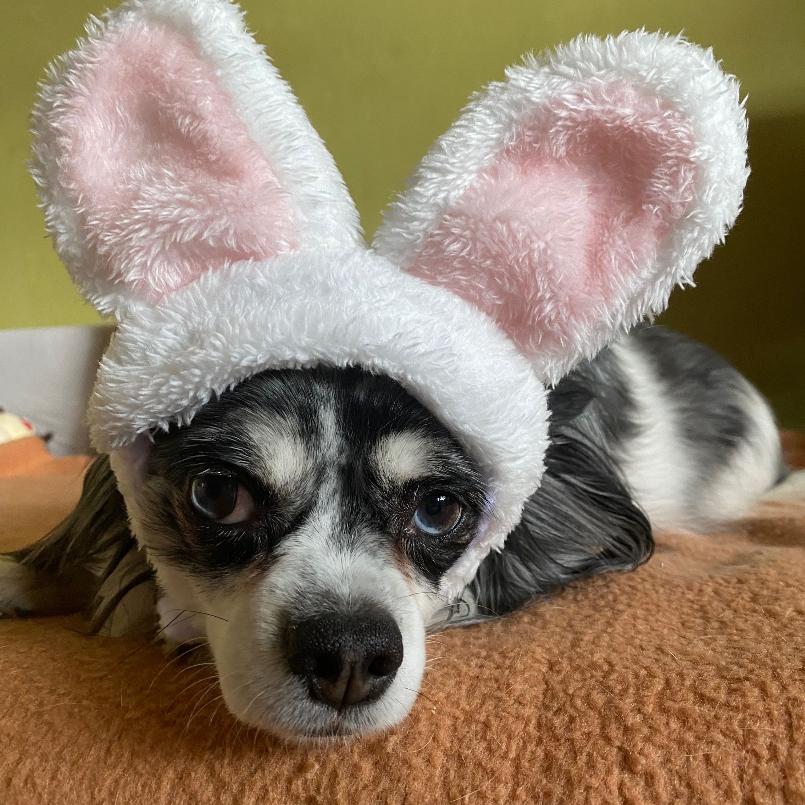 Soutěžní fotografie - Charlie,  Čivava dlouhosrstá