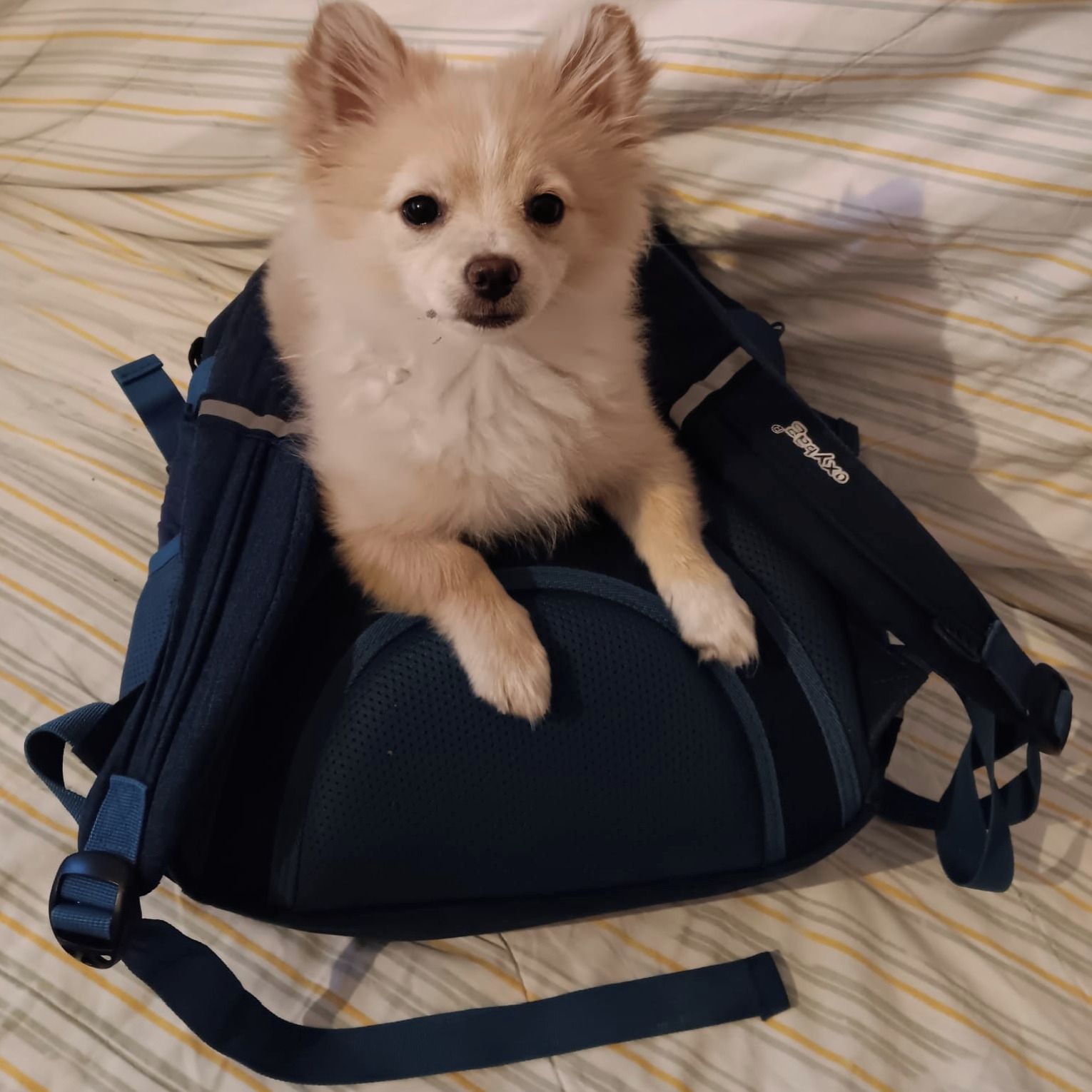 Soutěžní fotografie - Kony,  Ostatní