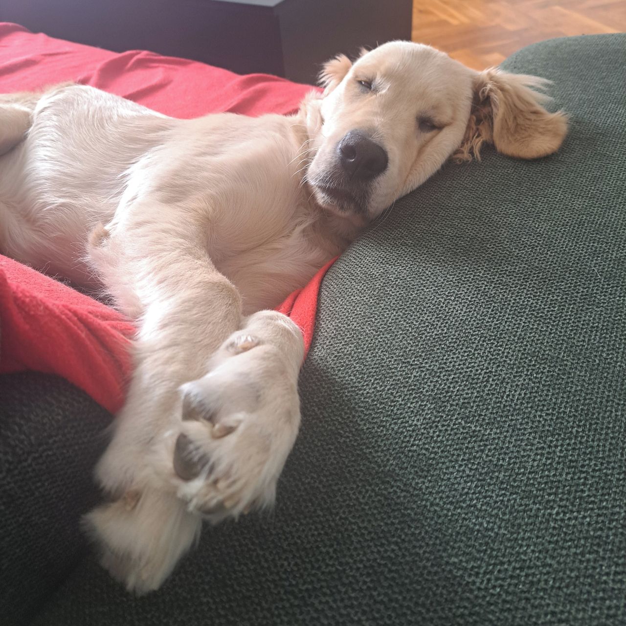 Soutěžní fotografie - Sylvanas,  Zlatý retriever