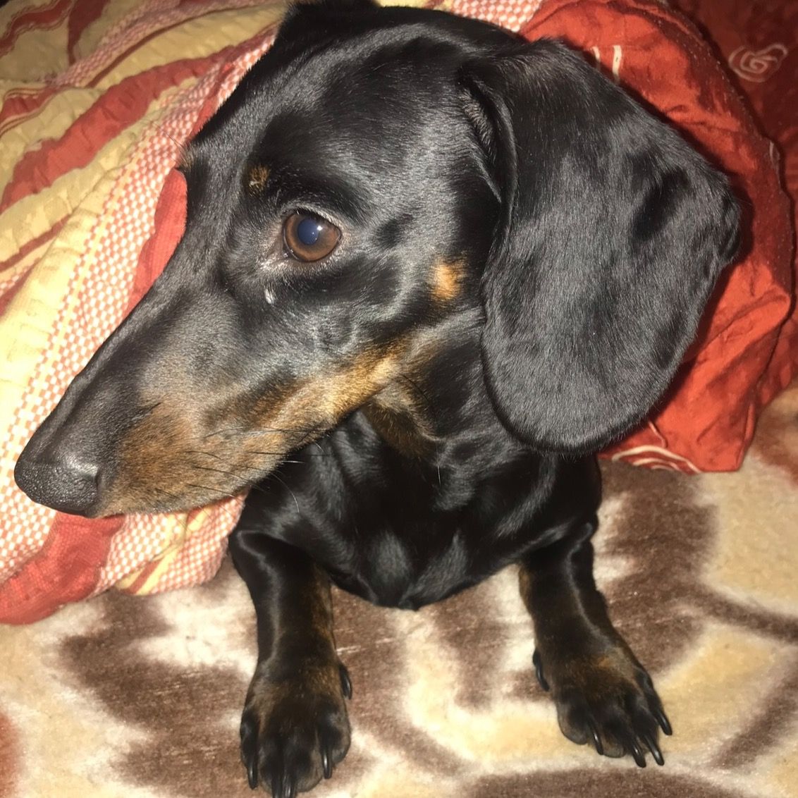 Soutěžní fotografie - Dianka,  Jezevčík