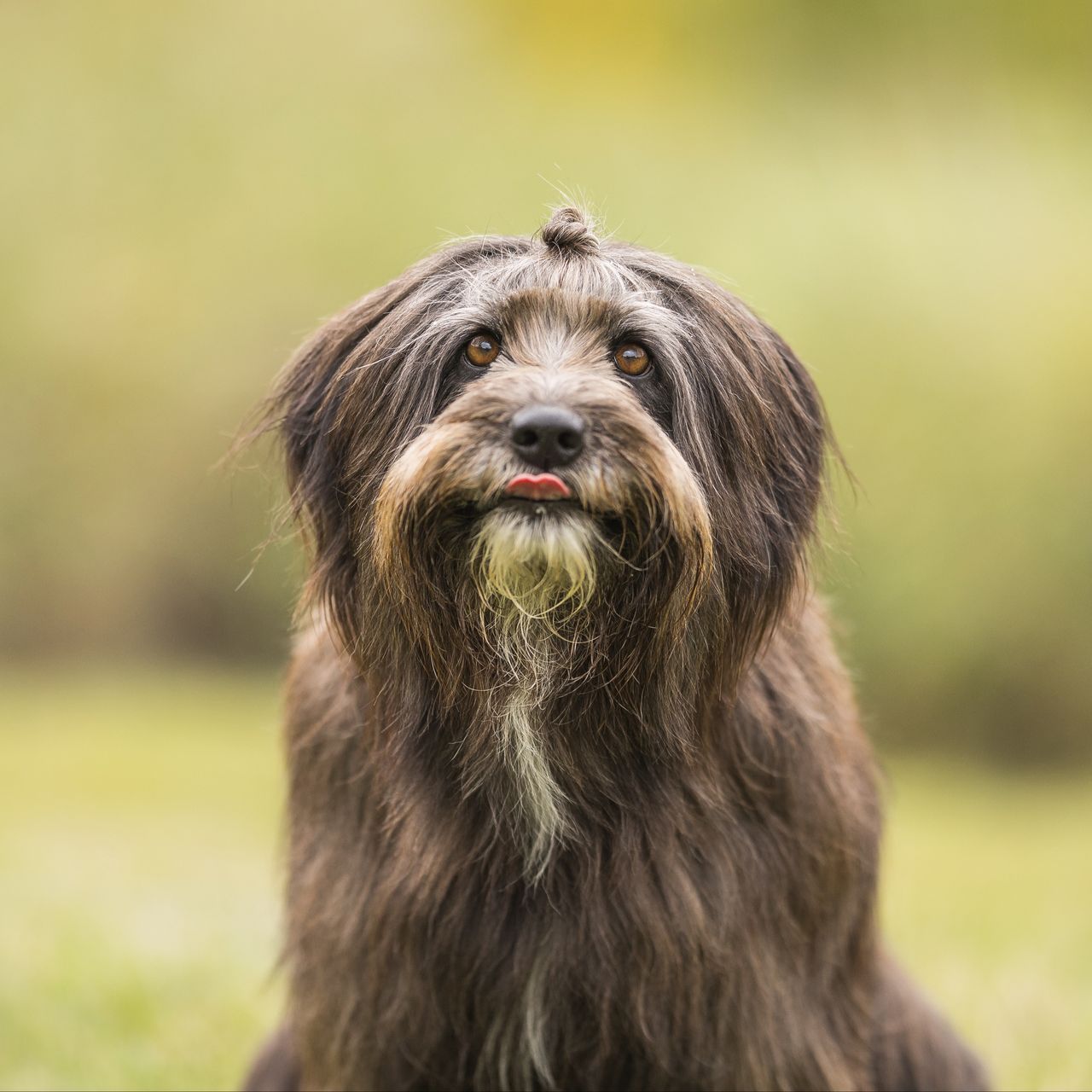 Soutěžní fotografie - Chelsea,  Ostatní