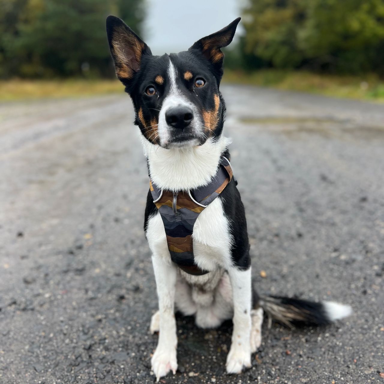 Soutěžní fotografie - Áron,  Border kolie