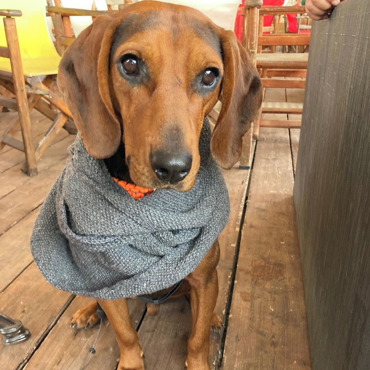 Soutěžní fotografie - Travel,  Srbský honič