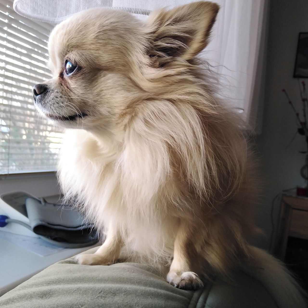 Soutěžní fotografie - Mikeš,  Čivava