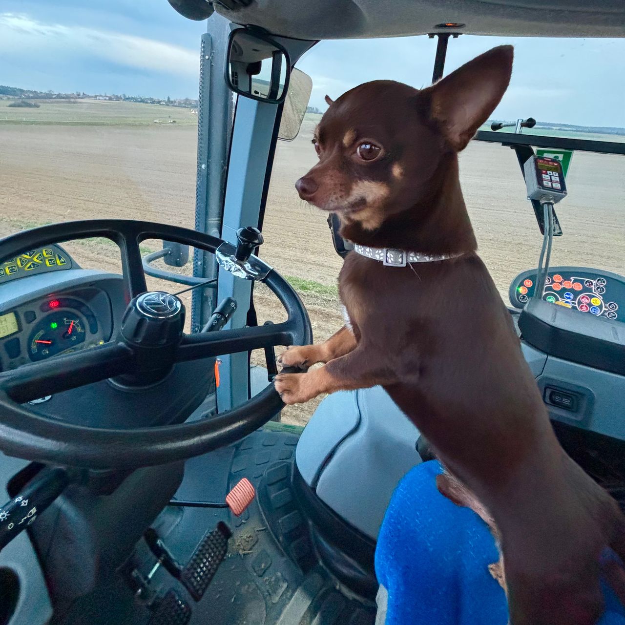 Soutěžní fotografie - Kokino,  Čivava krátkosrstá