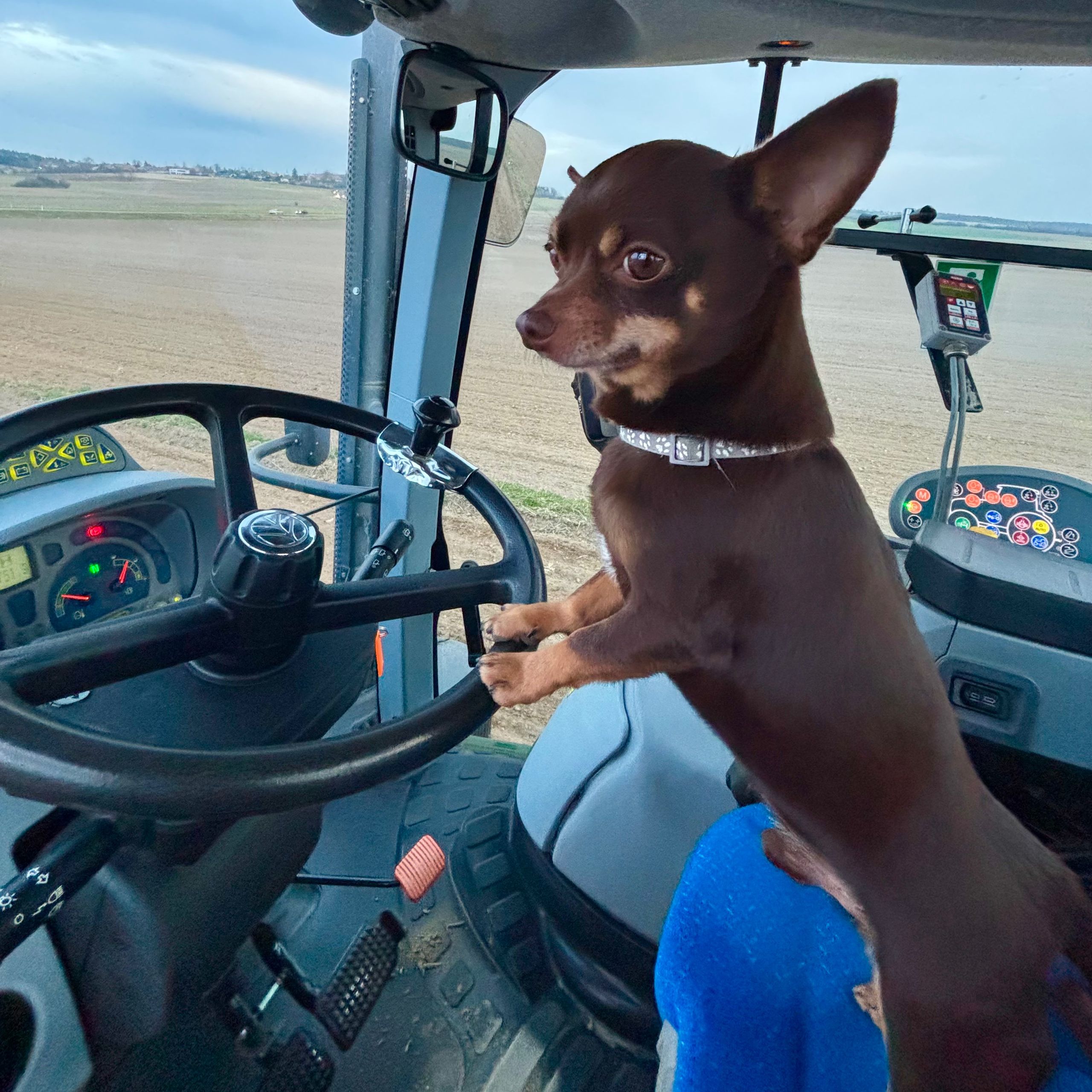 Soutěžní fotografie - Kokino,  Čivava krátkosrstá