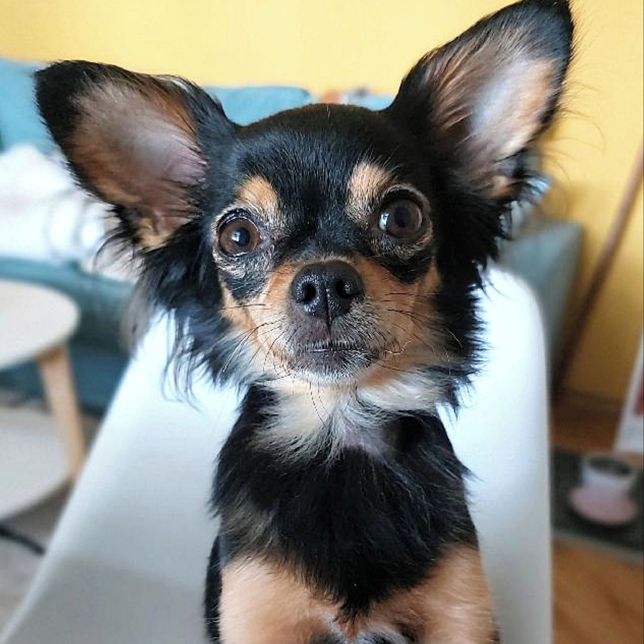 Soutěžní fotografie - Kassinka,  Čivava dlouhosrstá