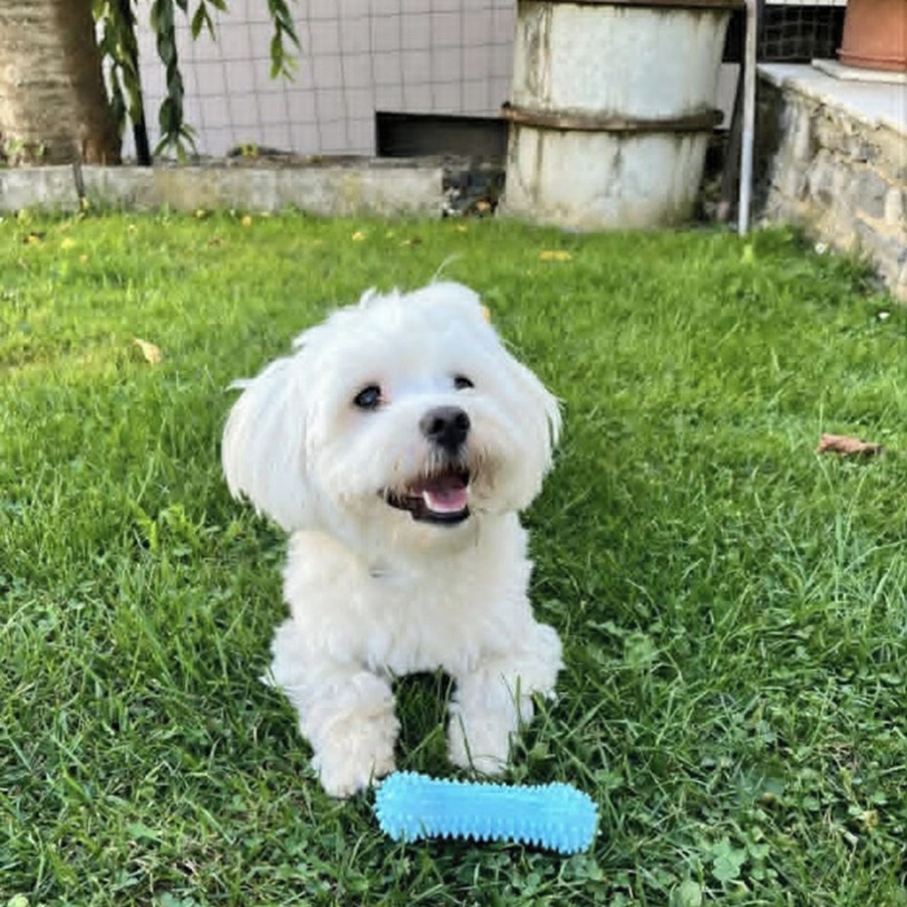 Soutěžní fotografie - Max,  Maltézský psík