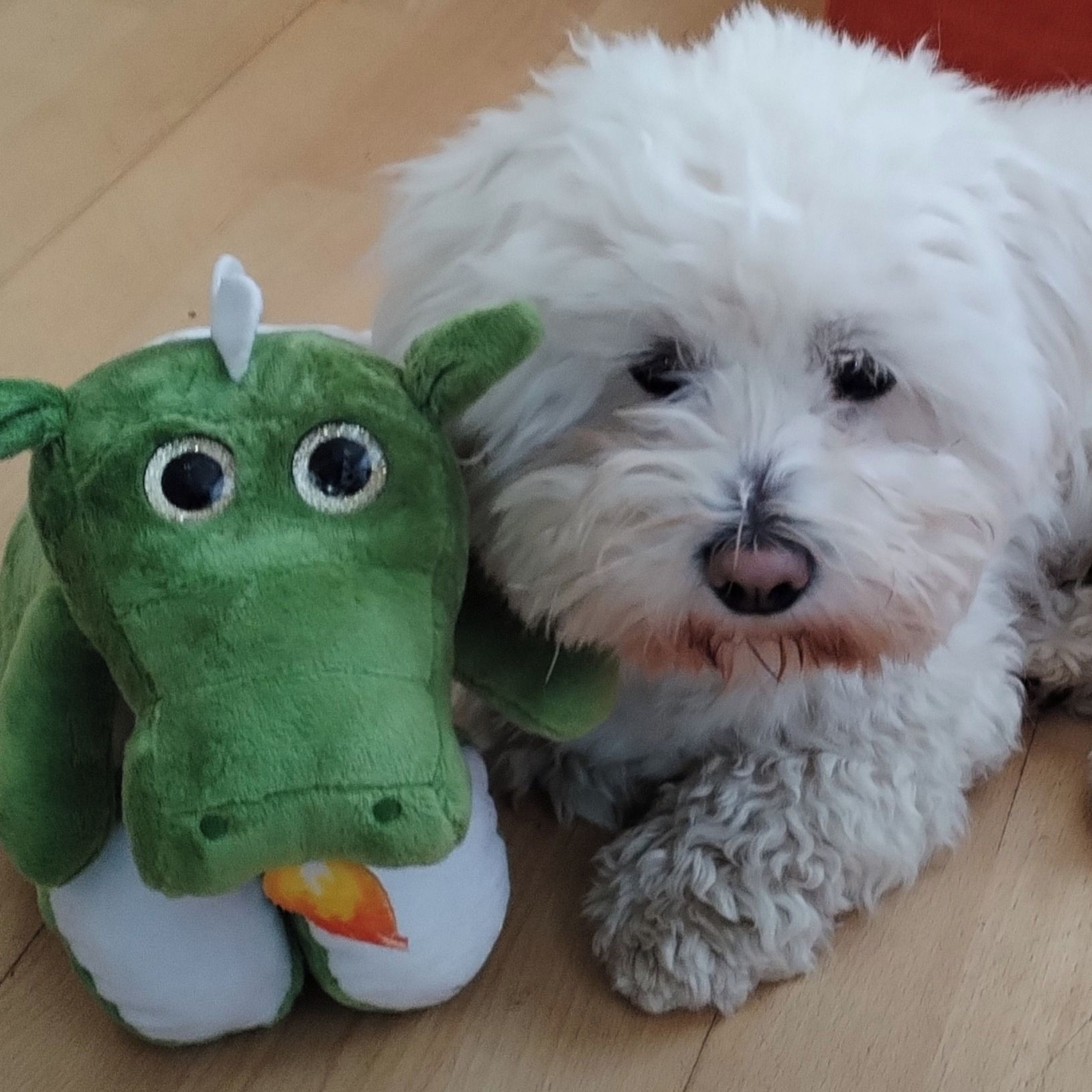 Soutěžní fotografie - Astík,  Coton de Tuléar