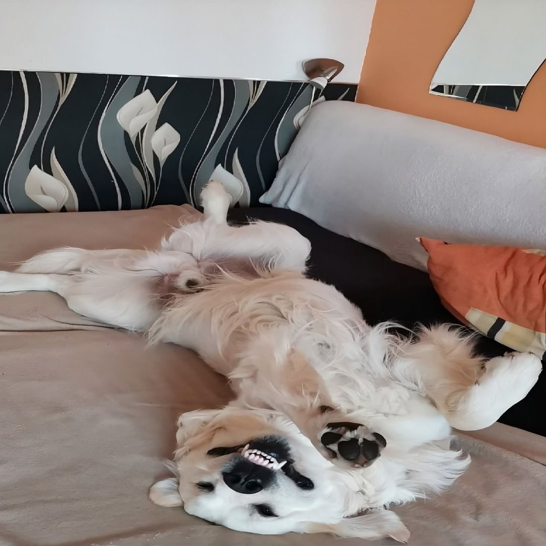 Soutěžní fotografie - Sany,  Zlatý retriever