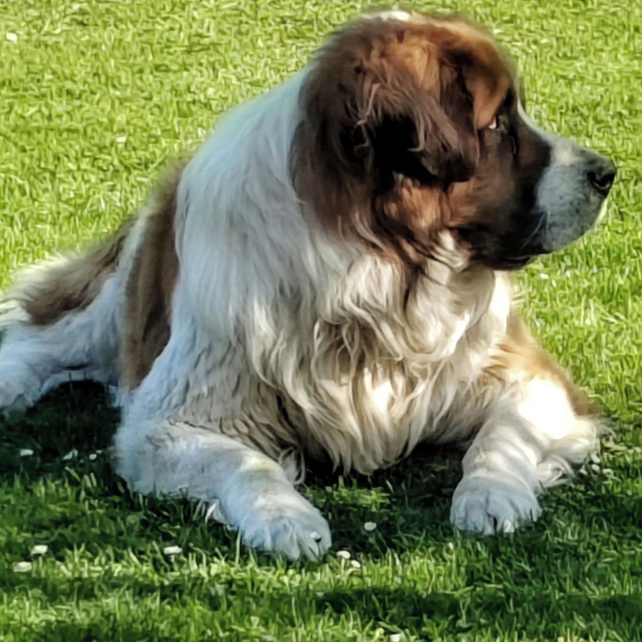 Soutěžní fotografie - AMIGO,  Moskevský strážní pes