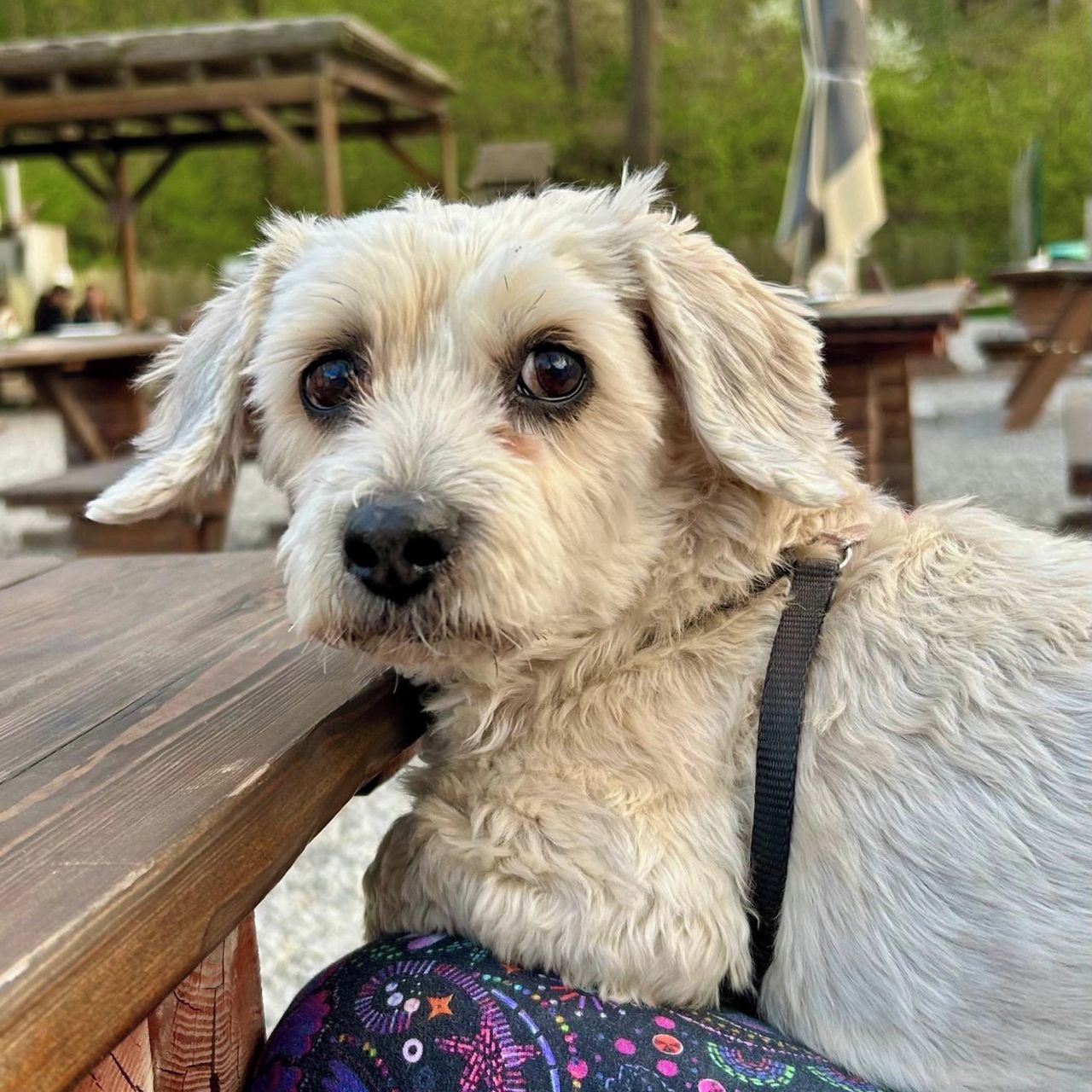 Soutěžní fotografie - Rozárka,  Ostatní