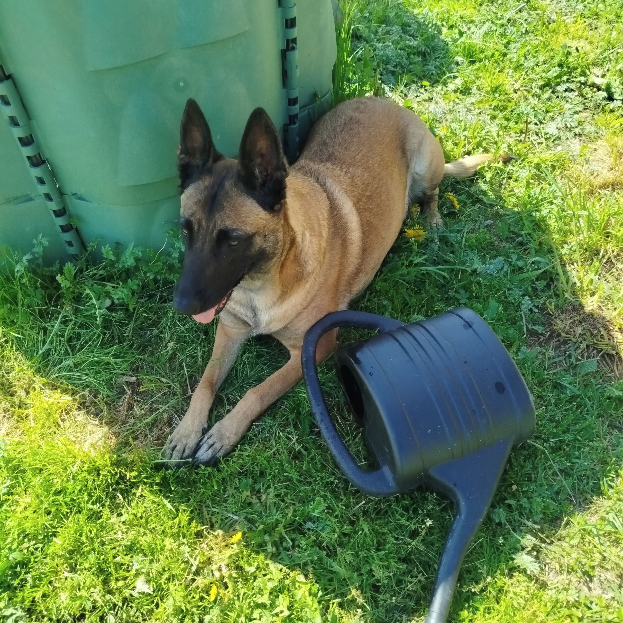 Soutěžní fotografie - Sanny,  Belgický ovčák - Malinois