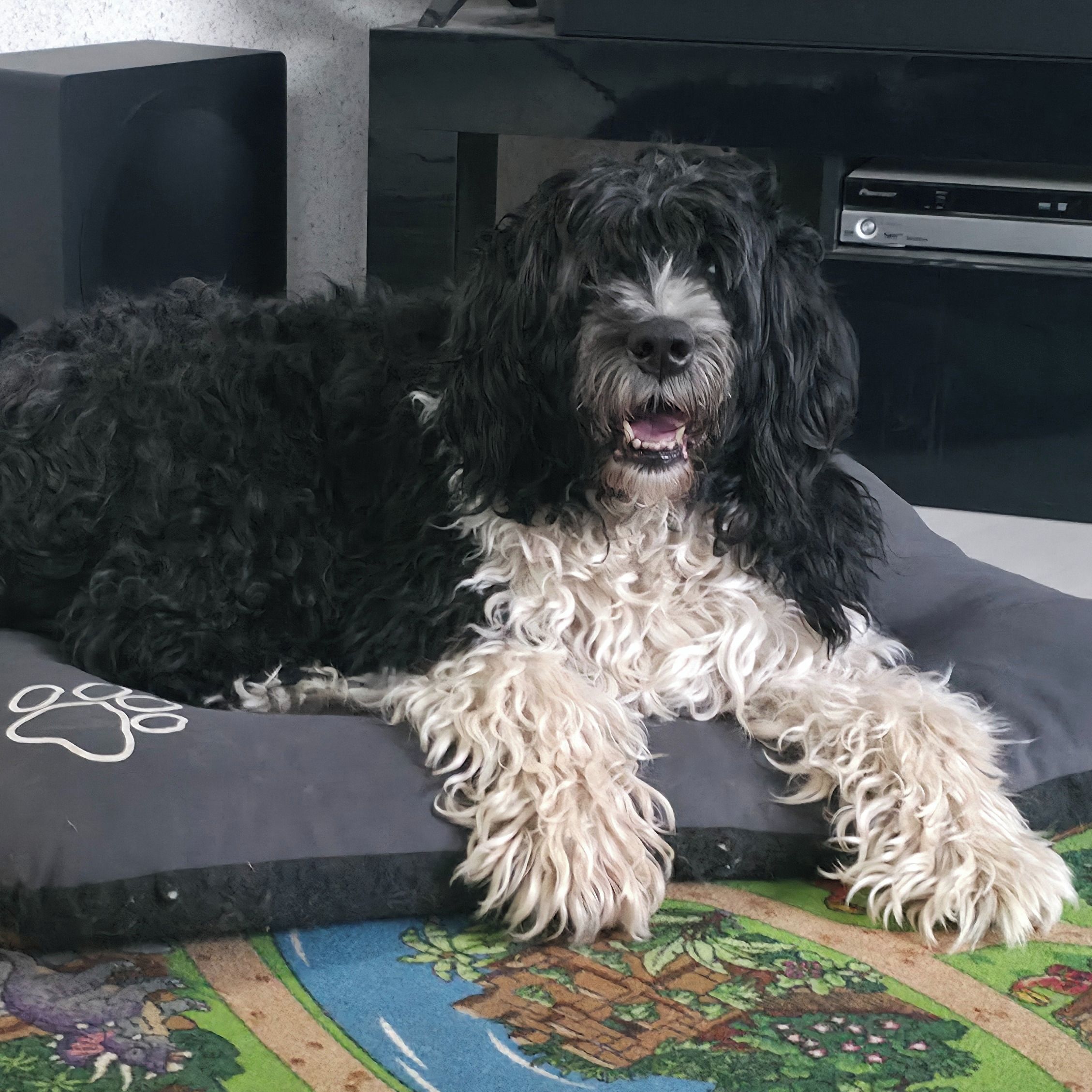 Soutěžní fotografie - Alf - Eslhy z Oderských skal,  Portugalský vodní pes