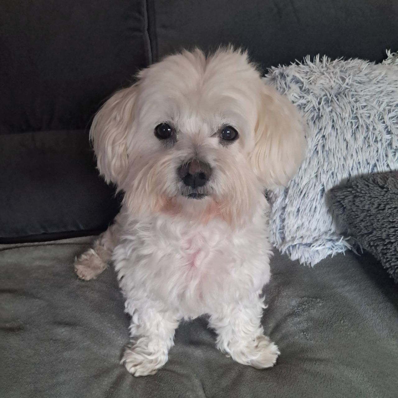 Soutěžní fotografie - Jonáš,  Maltézský psík