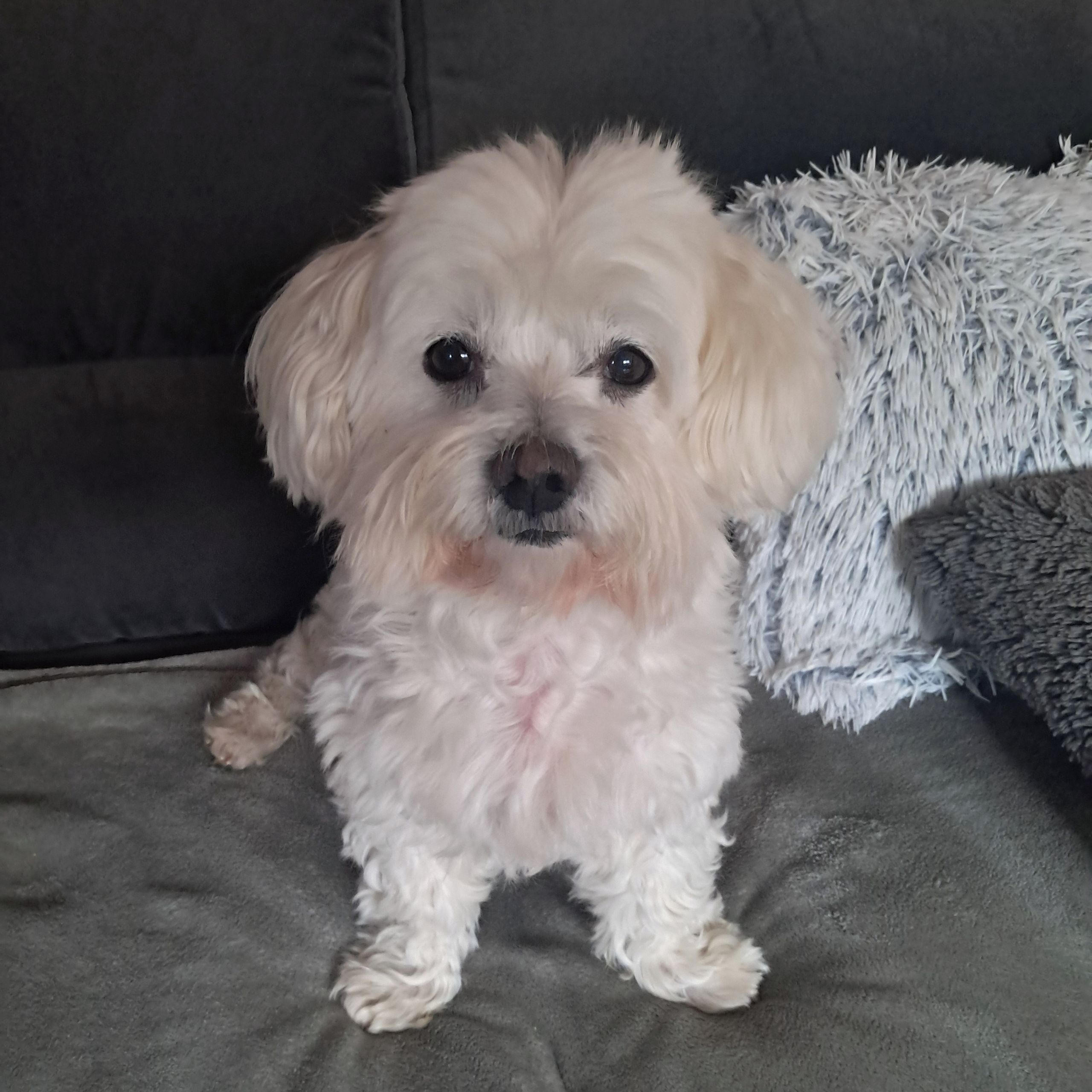 Soutěžní fotografie - Jonáš,  Maltézský psík