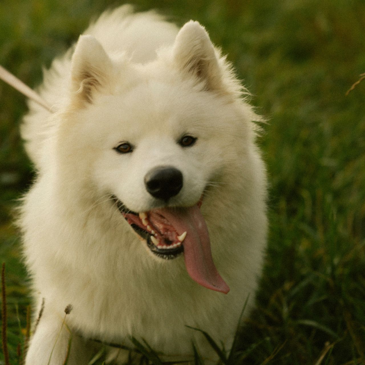 Soutěžní fotografie - Frosty,  Samojed