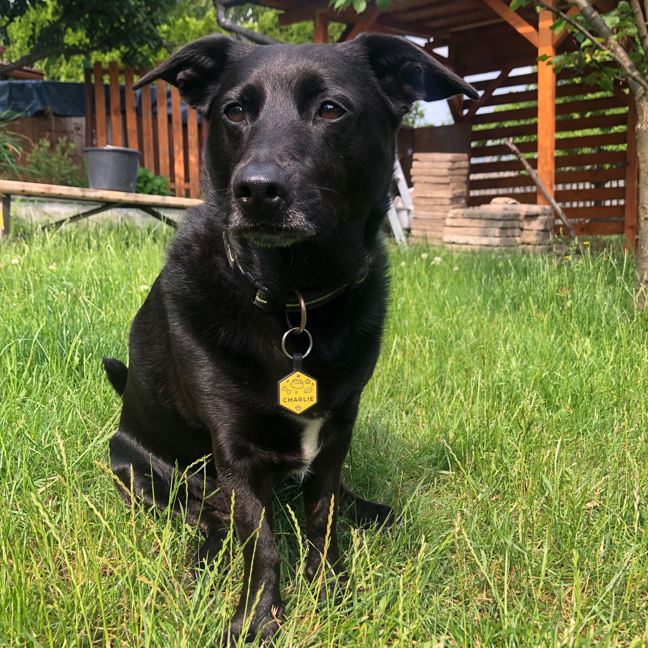 Soutěžní fotografie - Charlie,  Ostatní