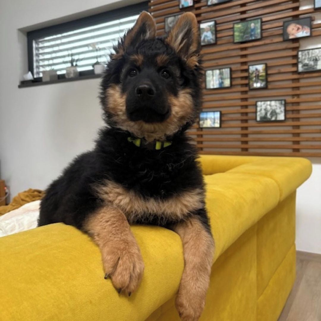 Soutěžní fotografie - Garf,  Chodský pes