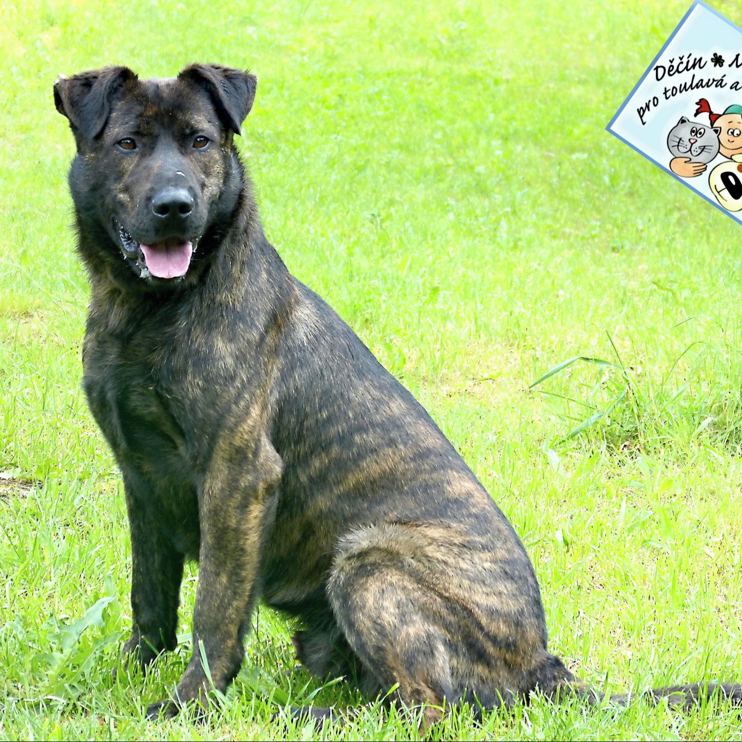 Soutěžní fotografie - Best,  Holandský ovčák