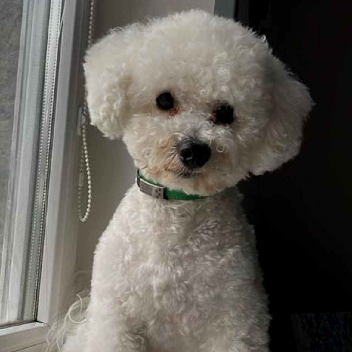 Soutěžní fotografie - Apollo,  Bišonek