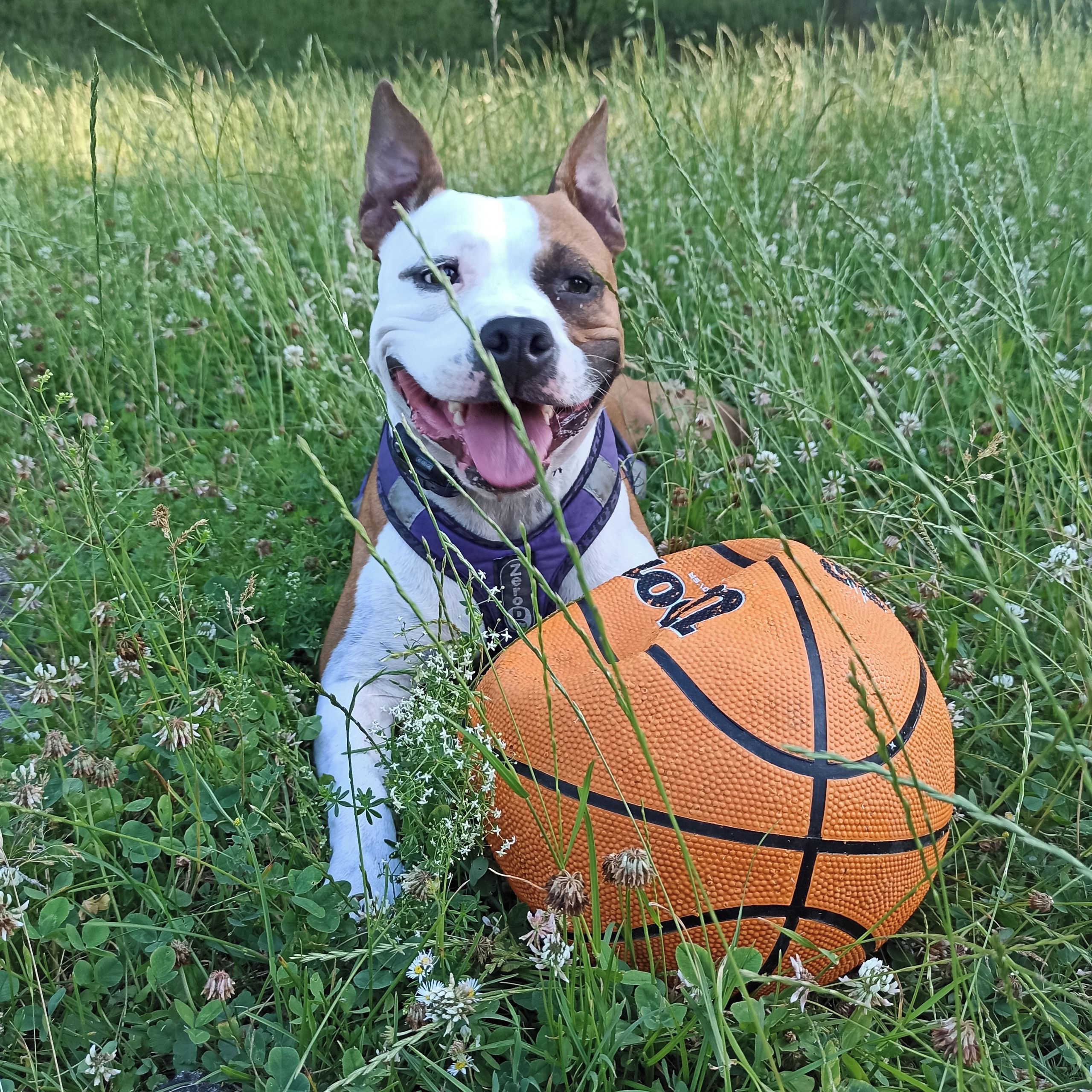 Soutěžní fotografie - Tokyo,  Americký stafordširský terier