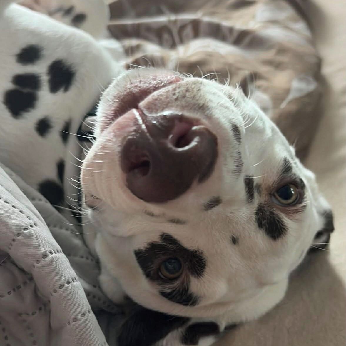 Soutěžní fotografie - Nemo,  Dalmatin