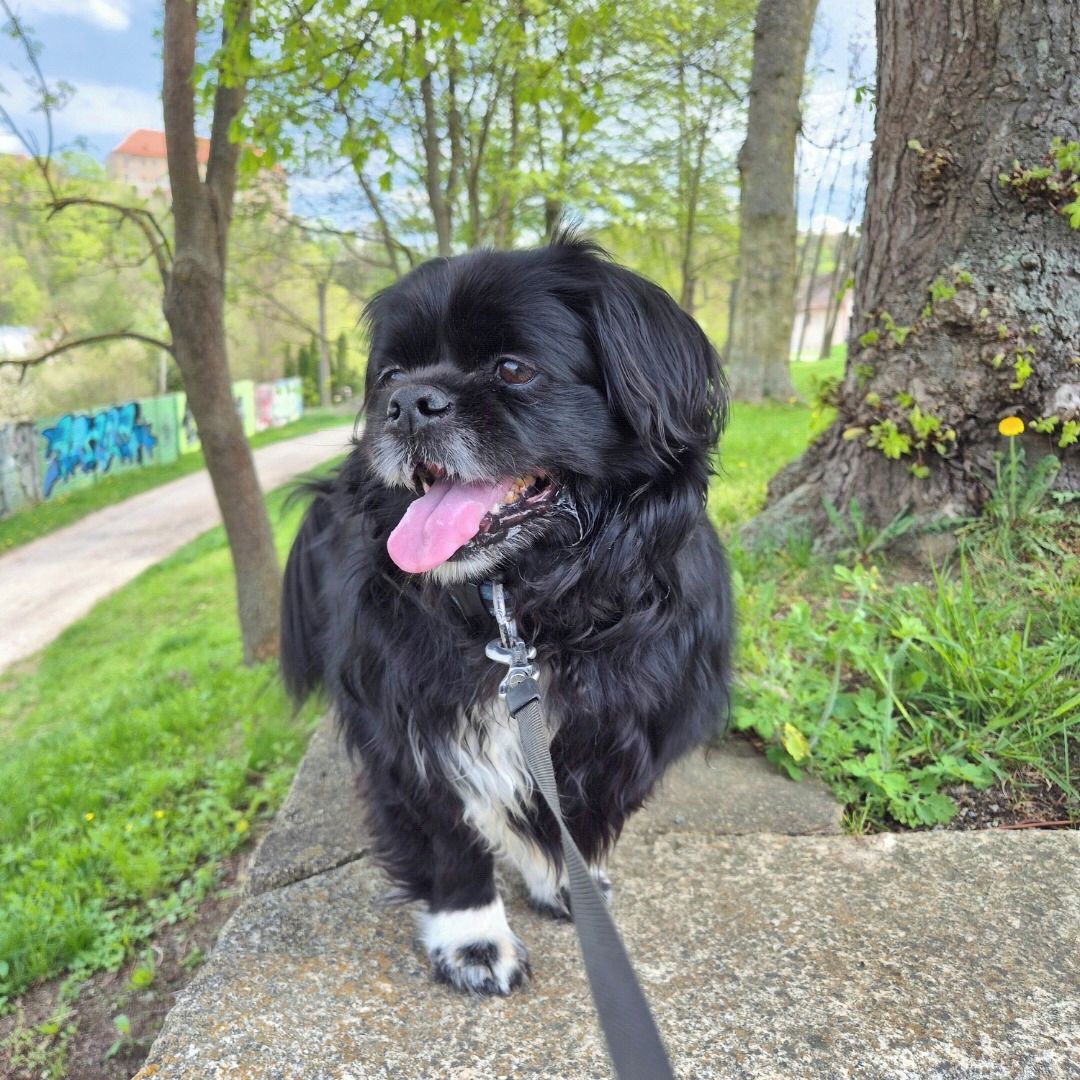 Soutěžní fotografie - JACK,  Tibetský španěl