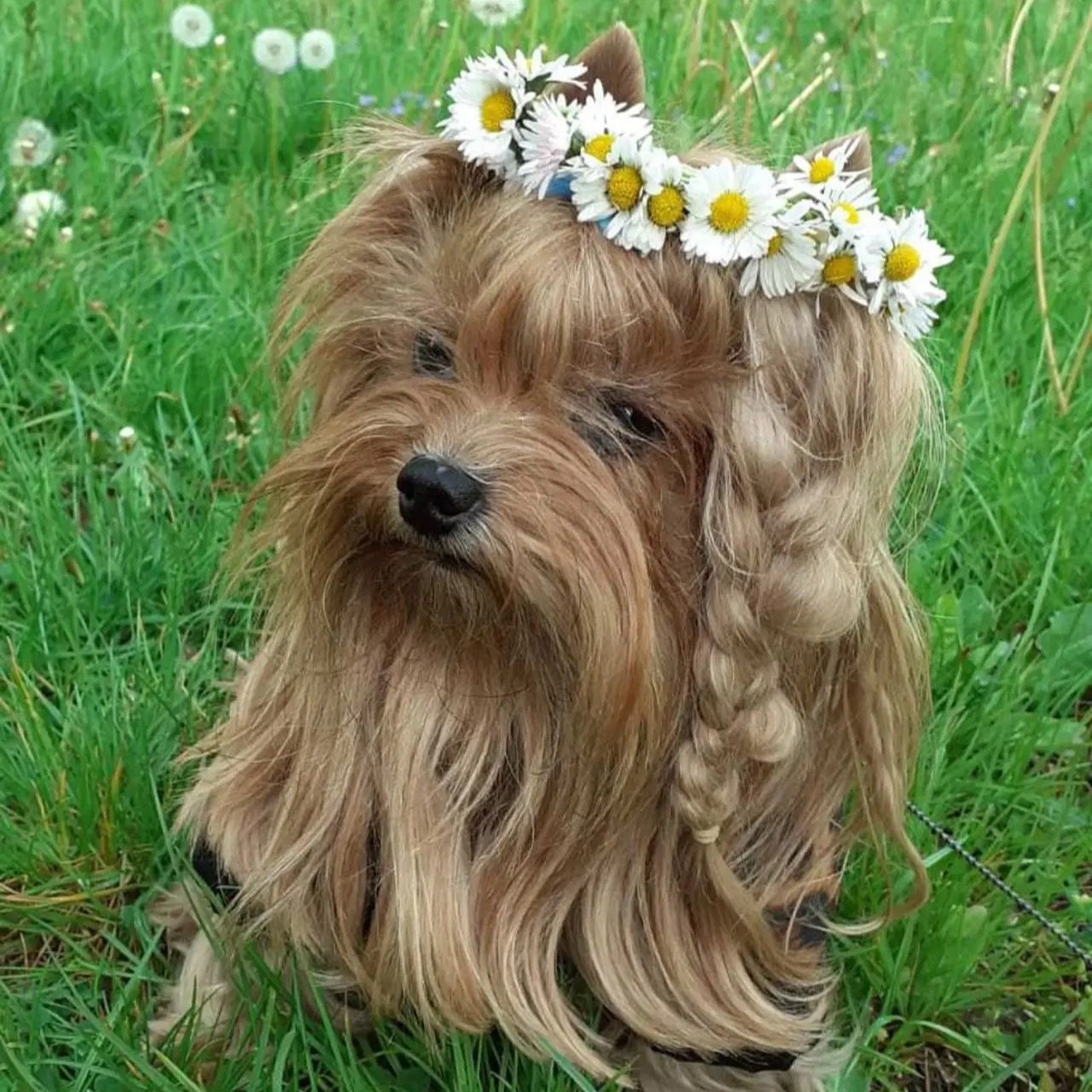 Soutěžní fotografie - Ozzie,  Yorkšírský terier