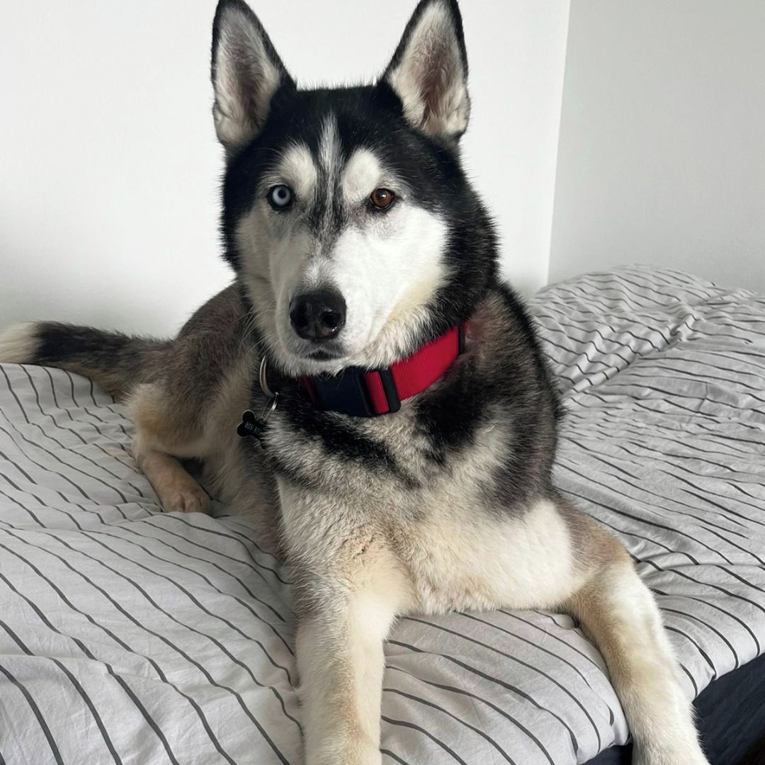 Soutěžní fotografie - Bady,  Sibiřský husky