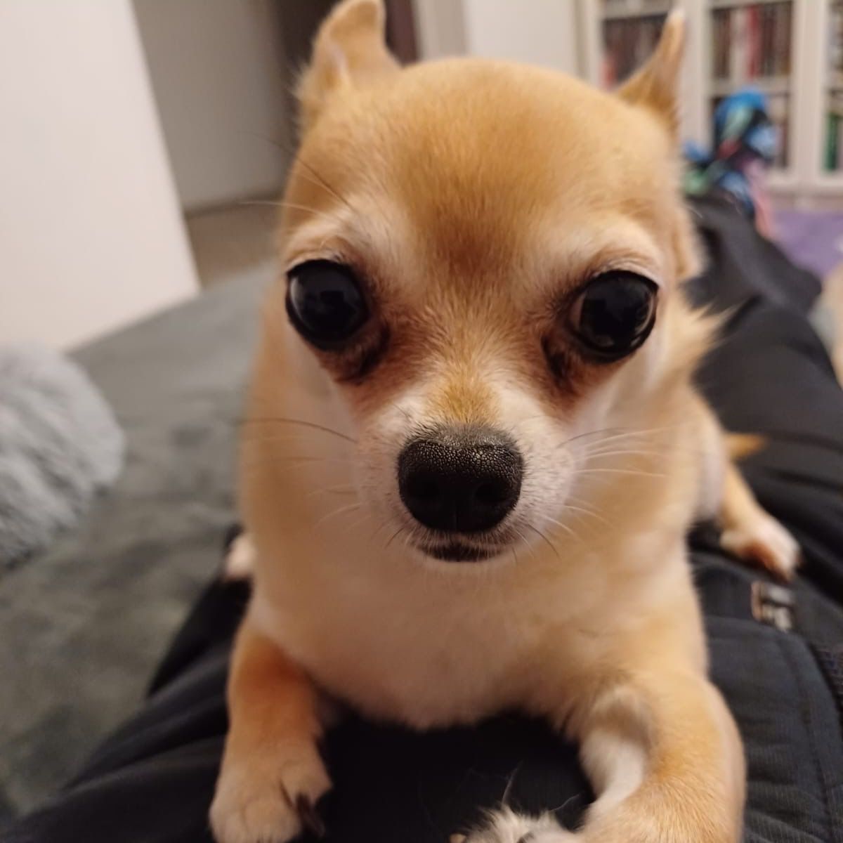 Soutěžní fotografie - Kiky,  Čivava