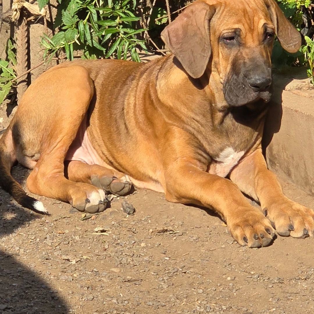 Soutěžní fotografie - LEO,  Brazilská fila