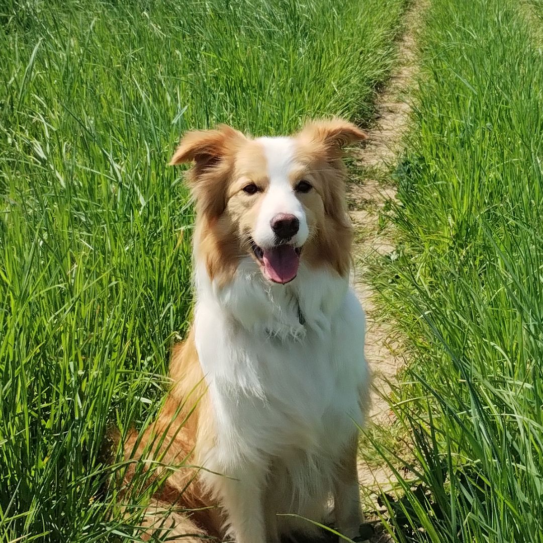 Soutěžní fotografie - Cassie,  Border kolie