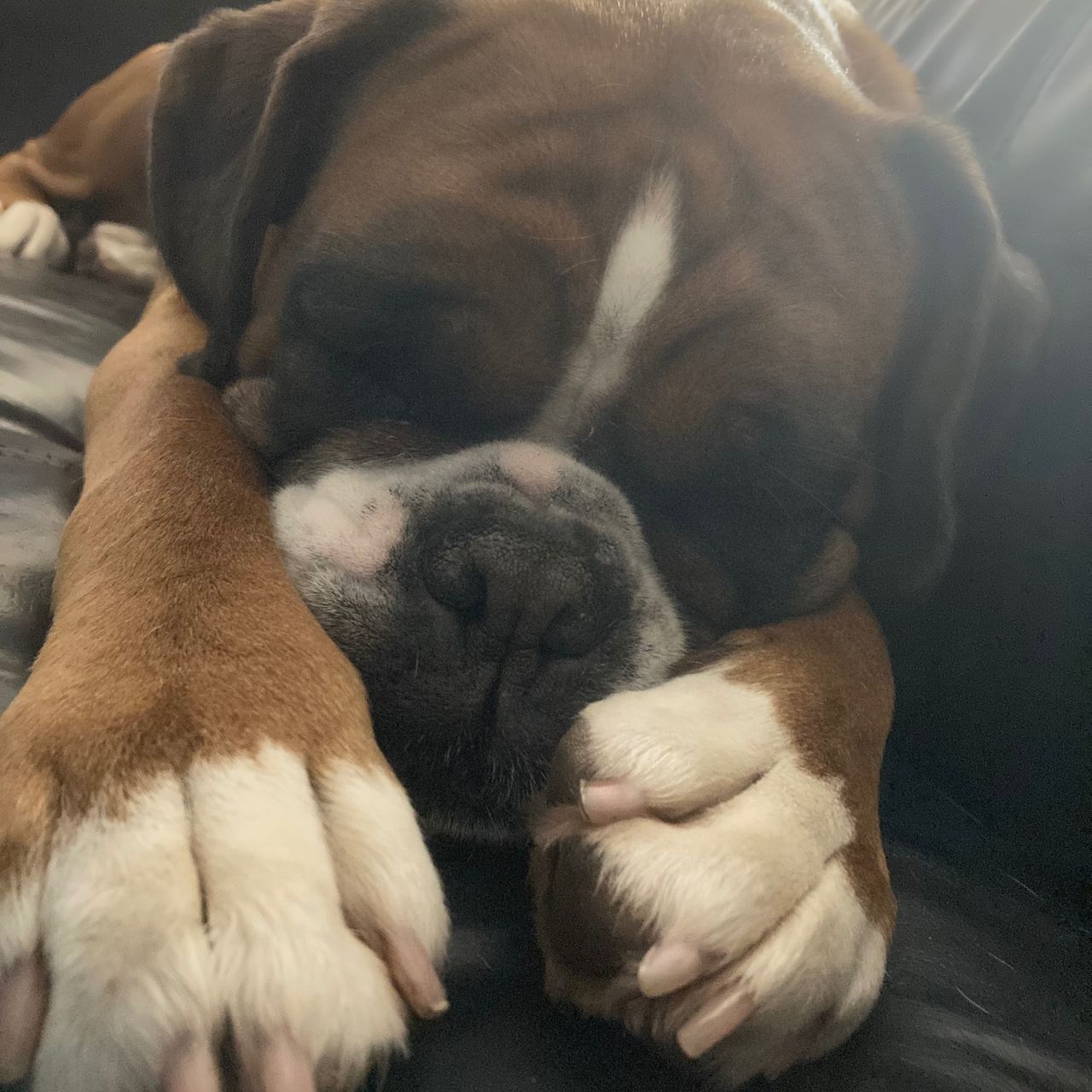 Soutěžní fotografie - Bonnie,  Německý boxer