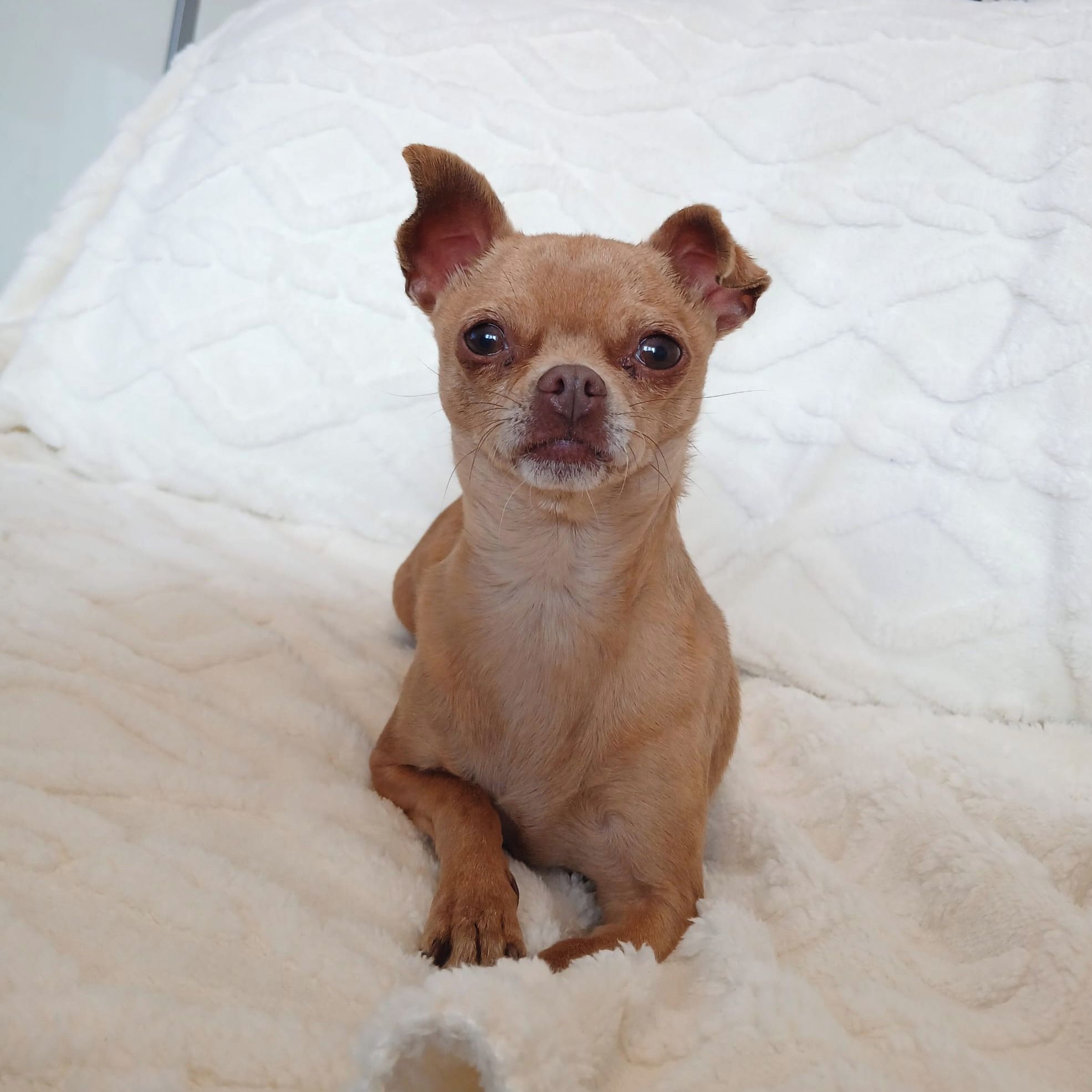 Soutěžní fotografie - Bobi,  Čivava