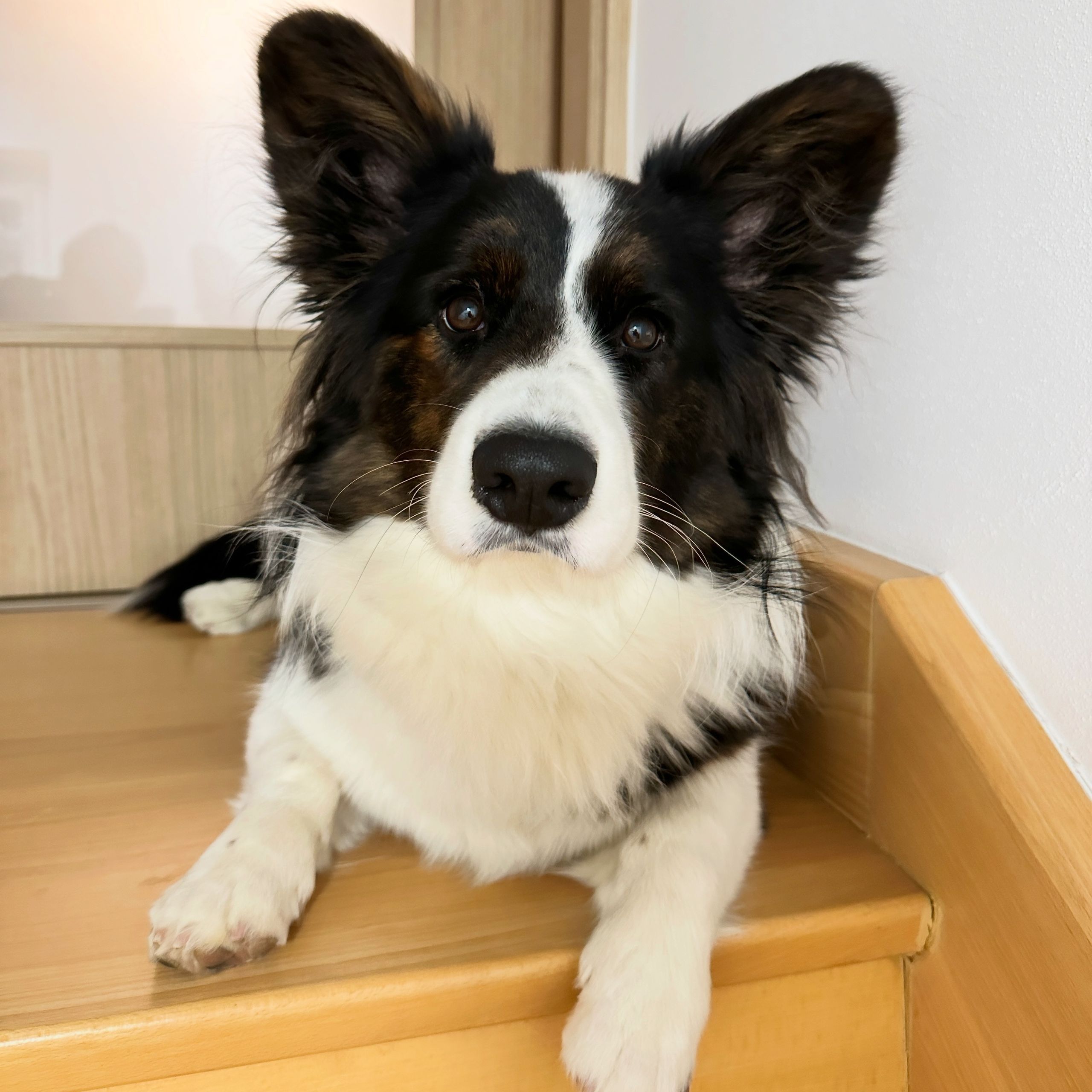 Soutěžní fotografie - Adrien - Max,  Welsh Corgi Cardigan