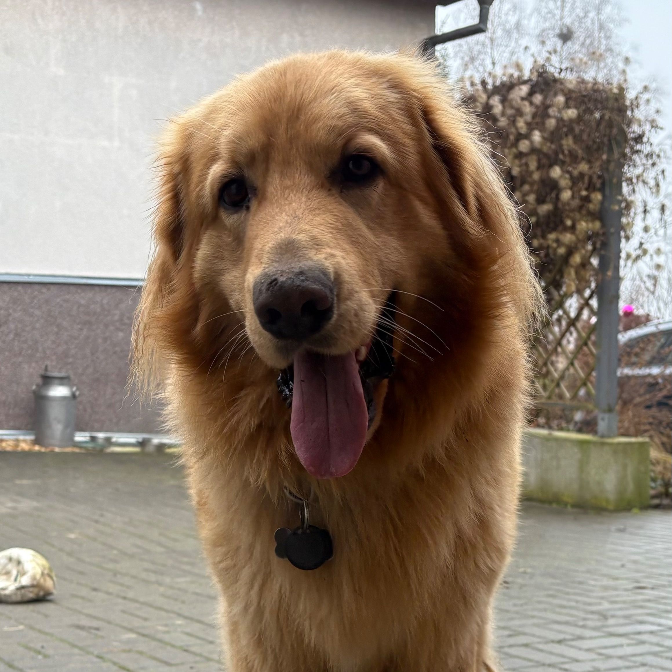 Soutěžní fotografie - TARCO,  Hovawart