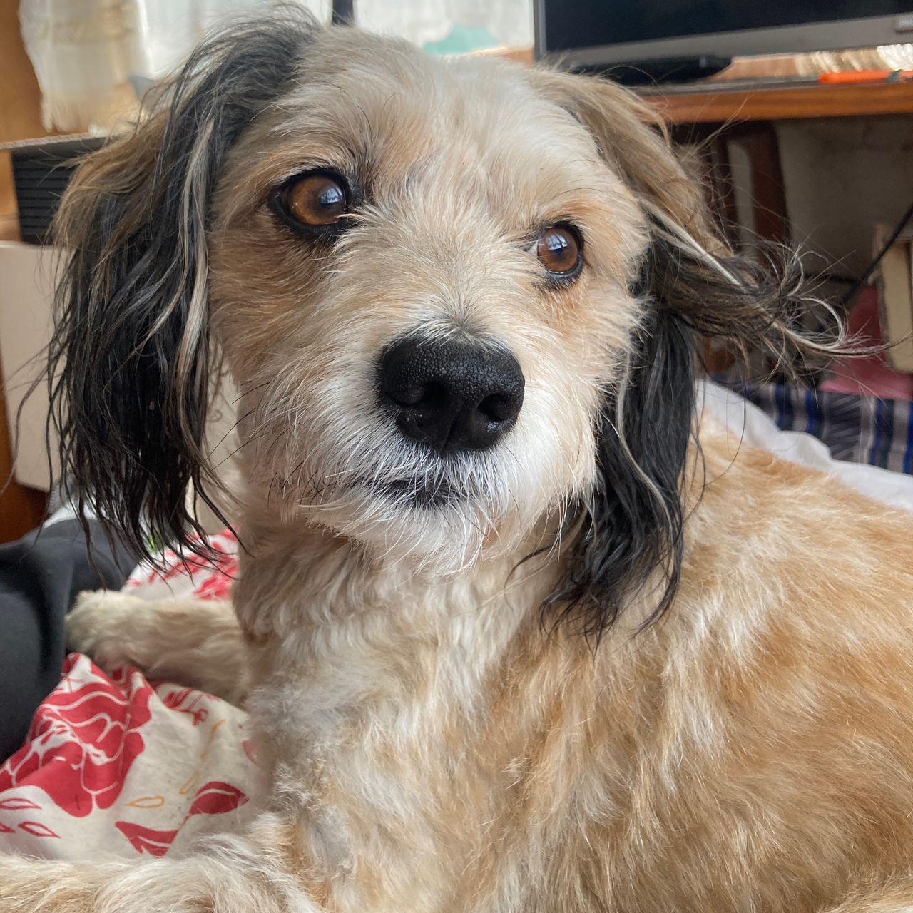 Soutěžní fotografie - Falko,  Ostatní