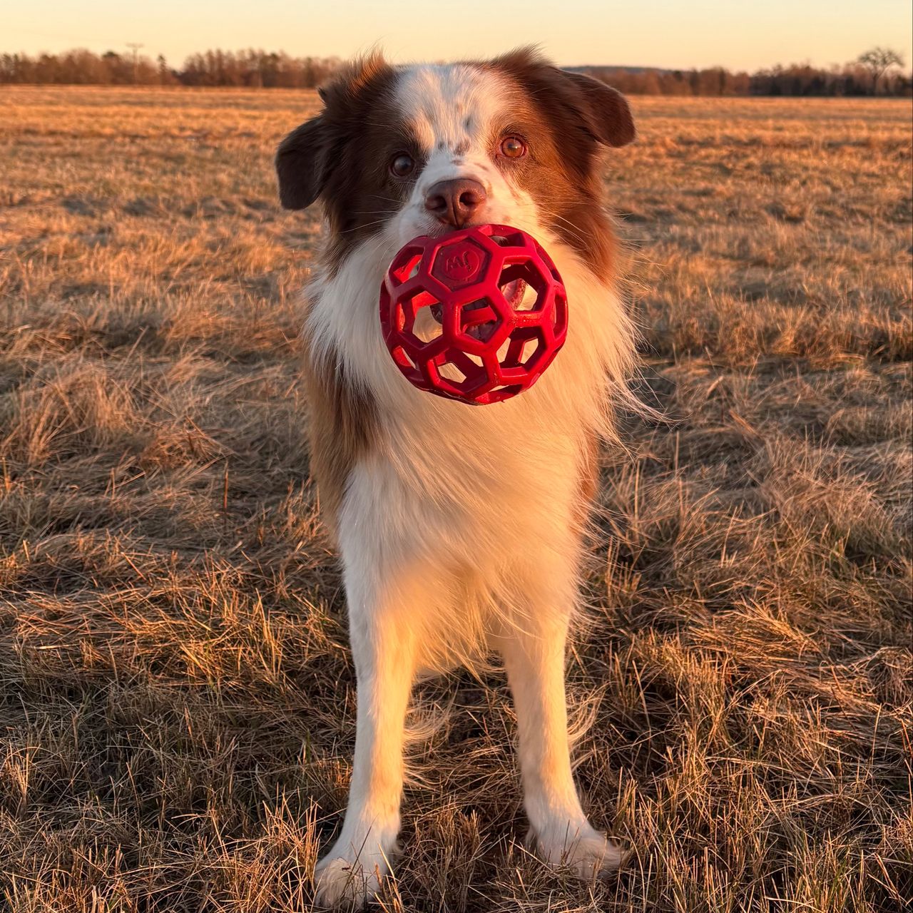Soutěžní fotografie - Timmy,  Border kolie