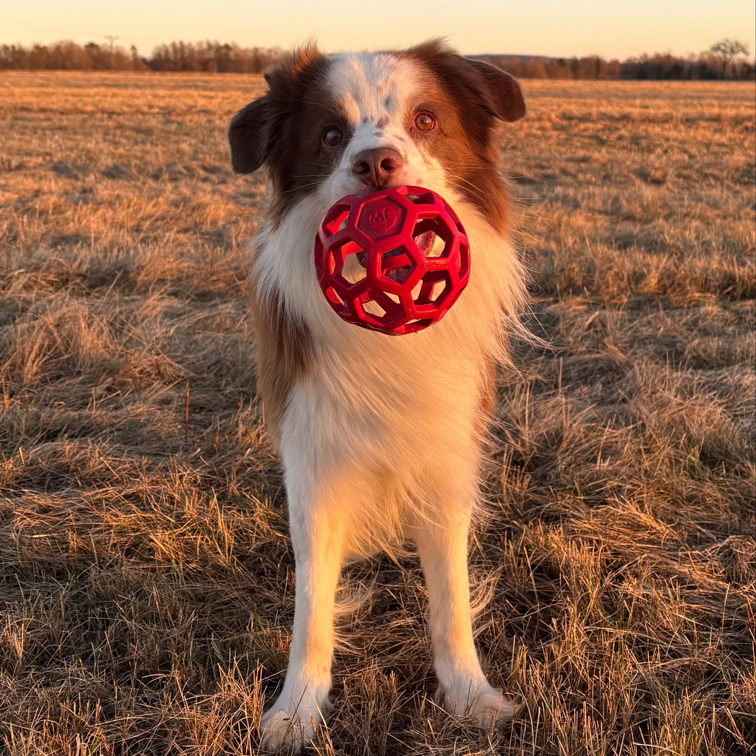 Soutěžní fotografie - Timmy,  Border kolie