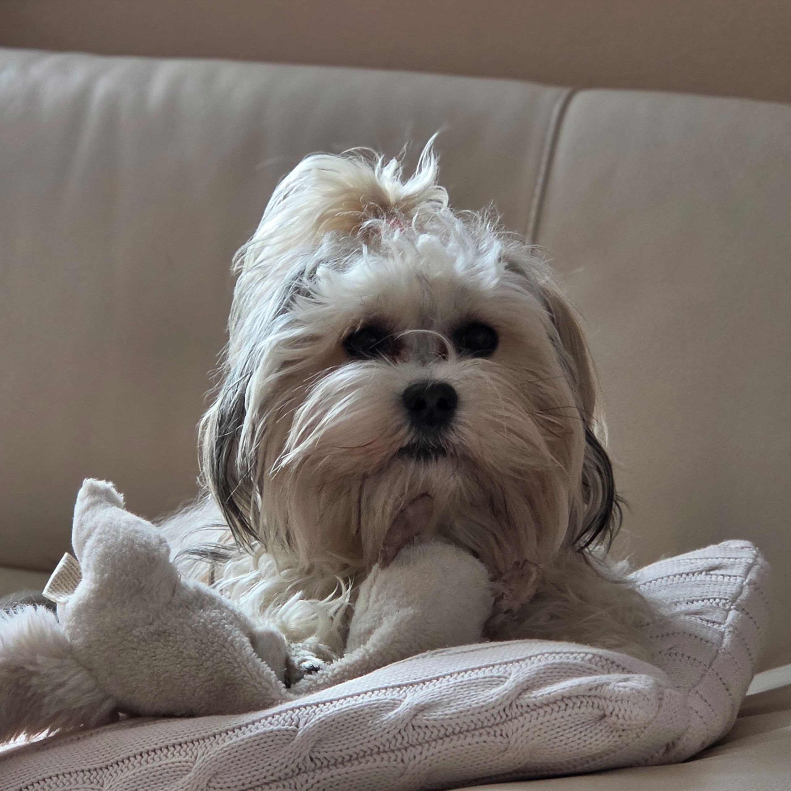 Soutěžní fotografie - Bára,  Havanský psík