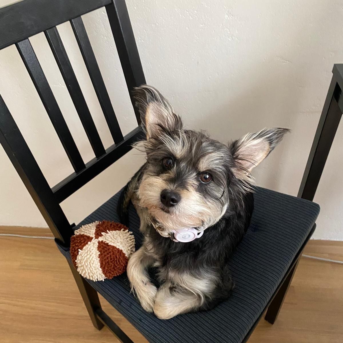 Soutěžní fotografie - Maggie,  Ostatní