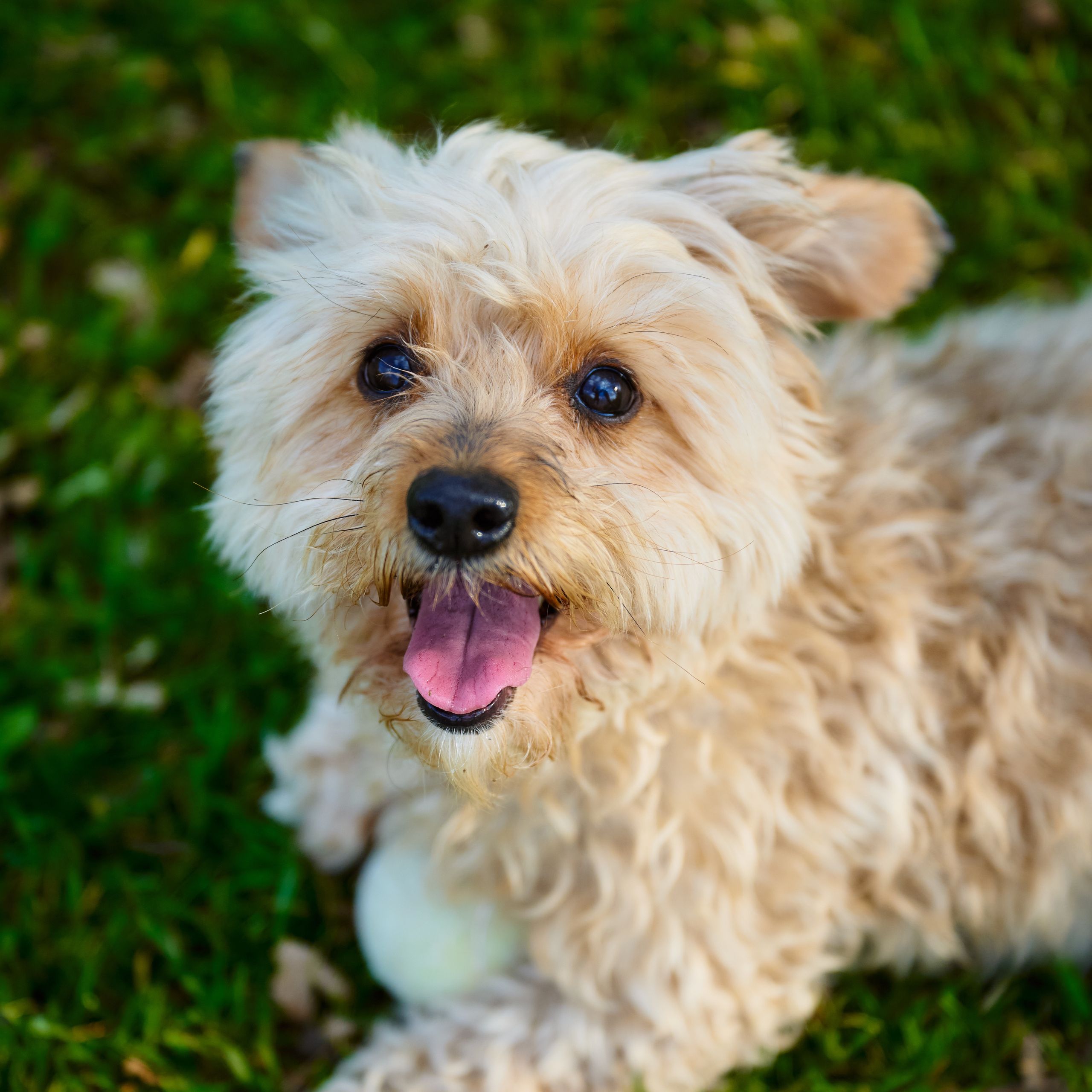 Soutěžní fotografie - Sandy,  Havanský psík
