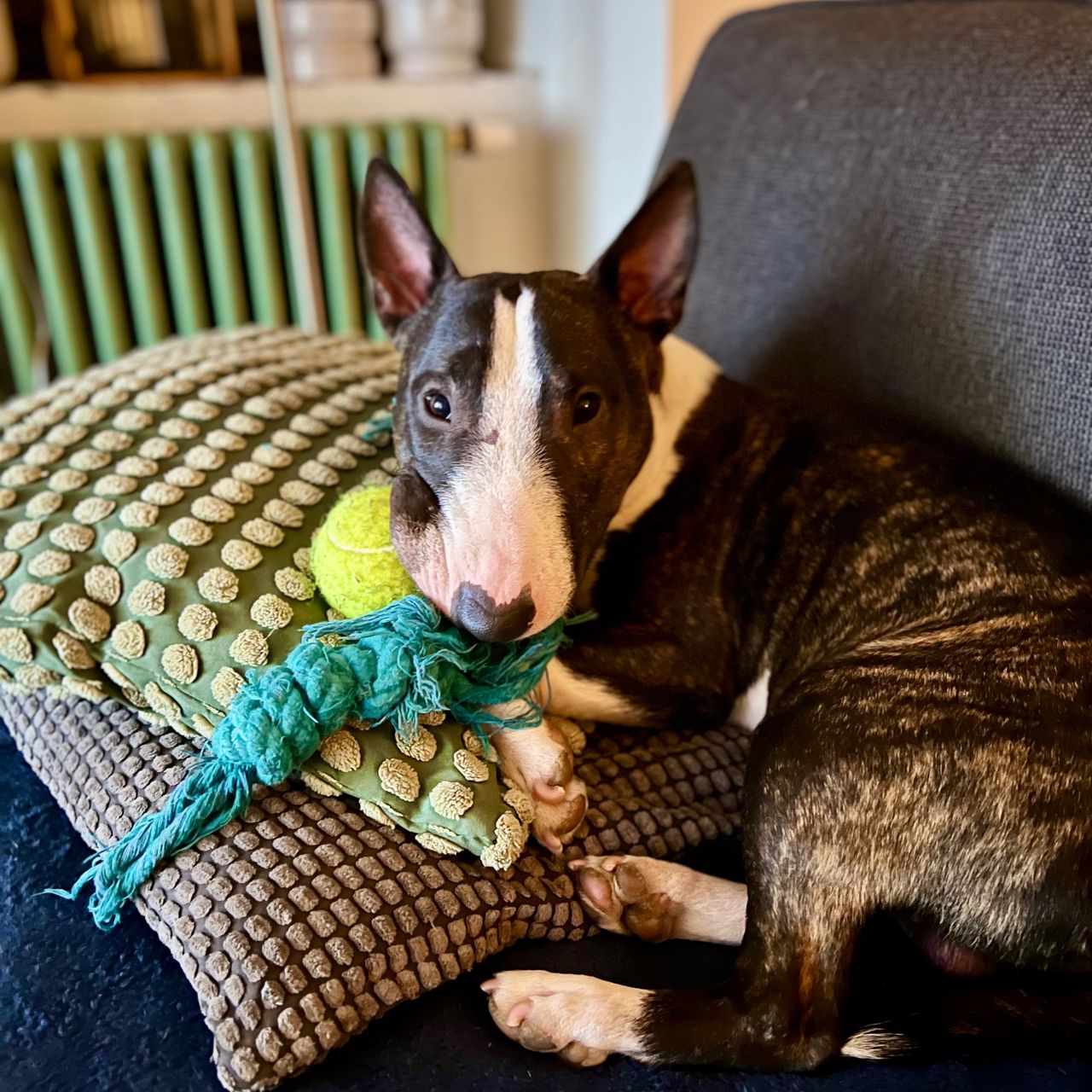 Soutěžní fotografie - Alpha Charles Brindle Crown,  Miniaturní bulteriér