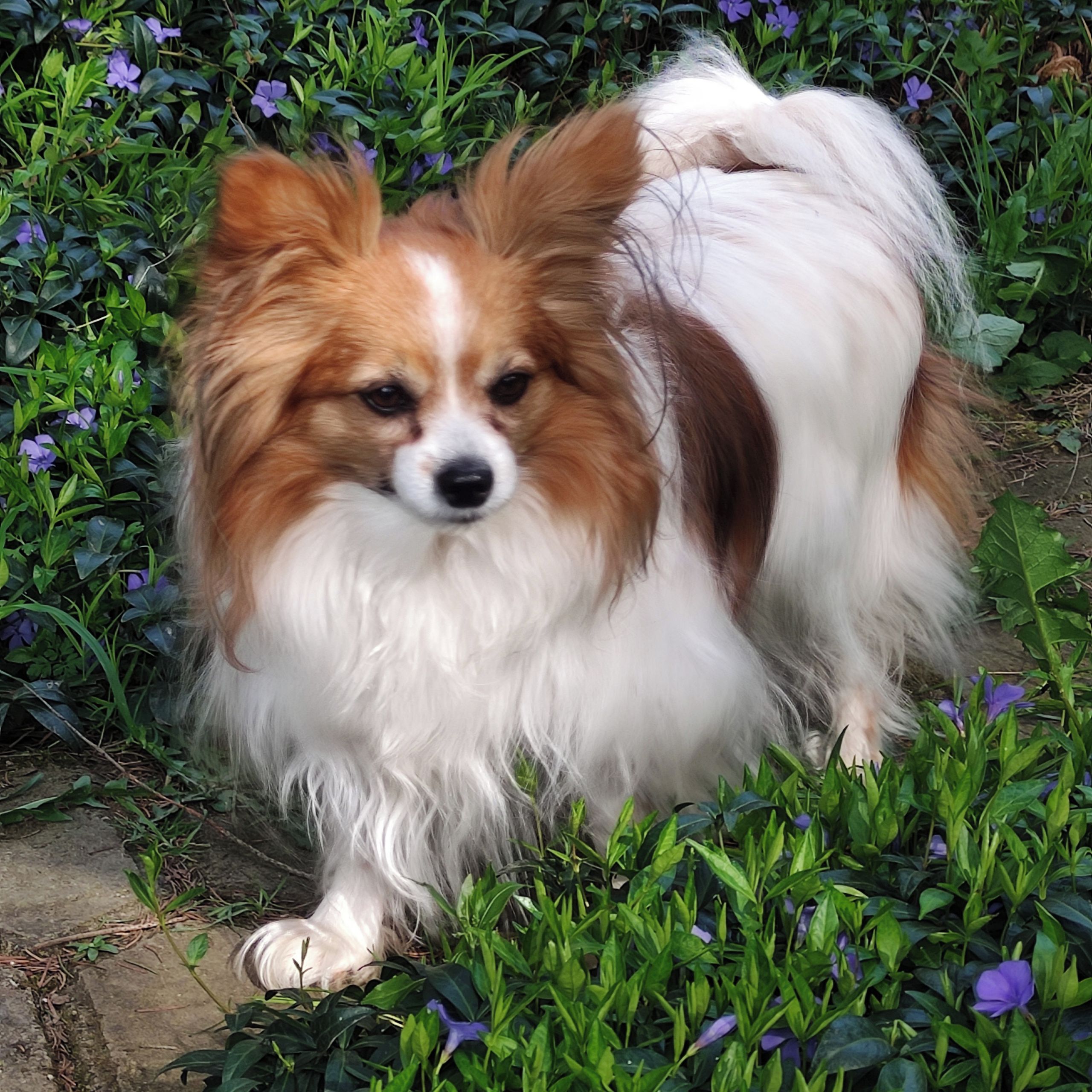 Soutěžní fotografie - Májinka,  Papillon