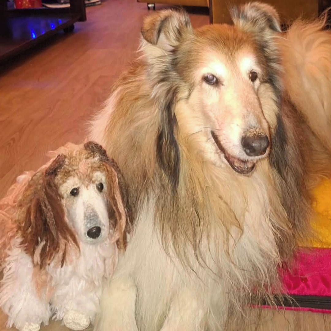 Soutěžní fotografie - Iriska,  Kolie dlouhosrstá