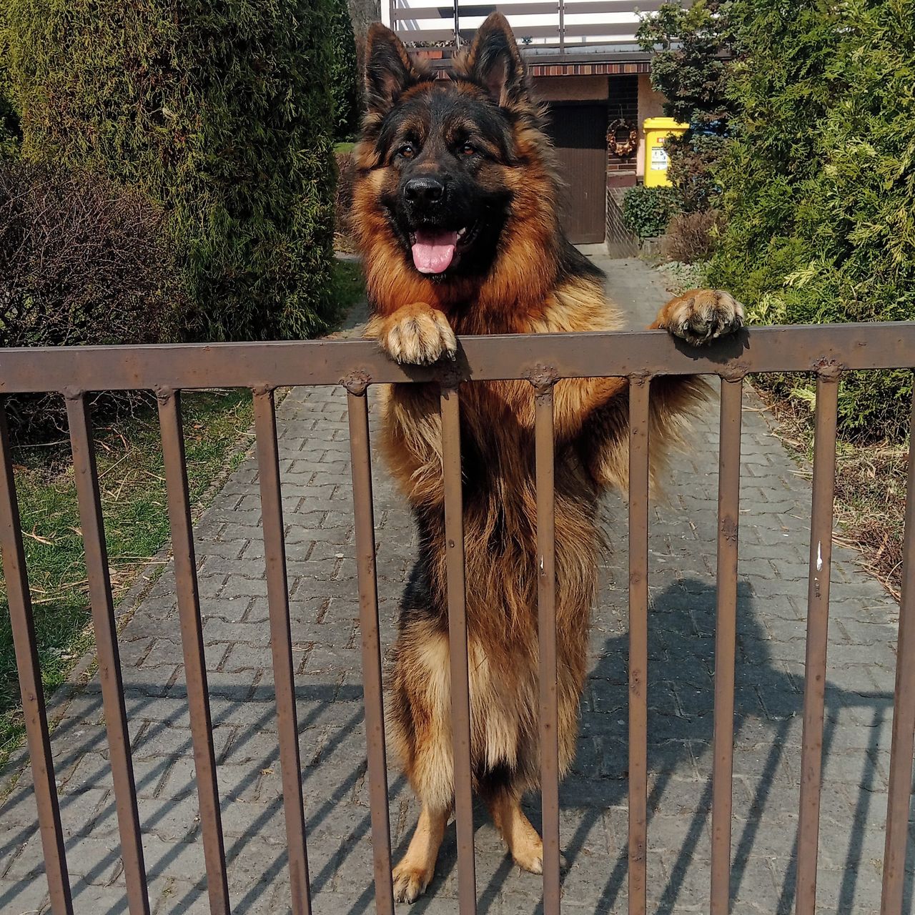 Soutěžní fotografie - Rony,  Německý ovčák