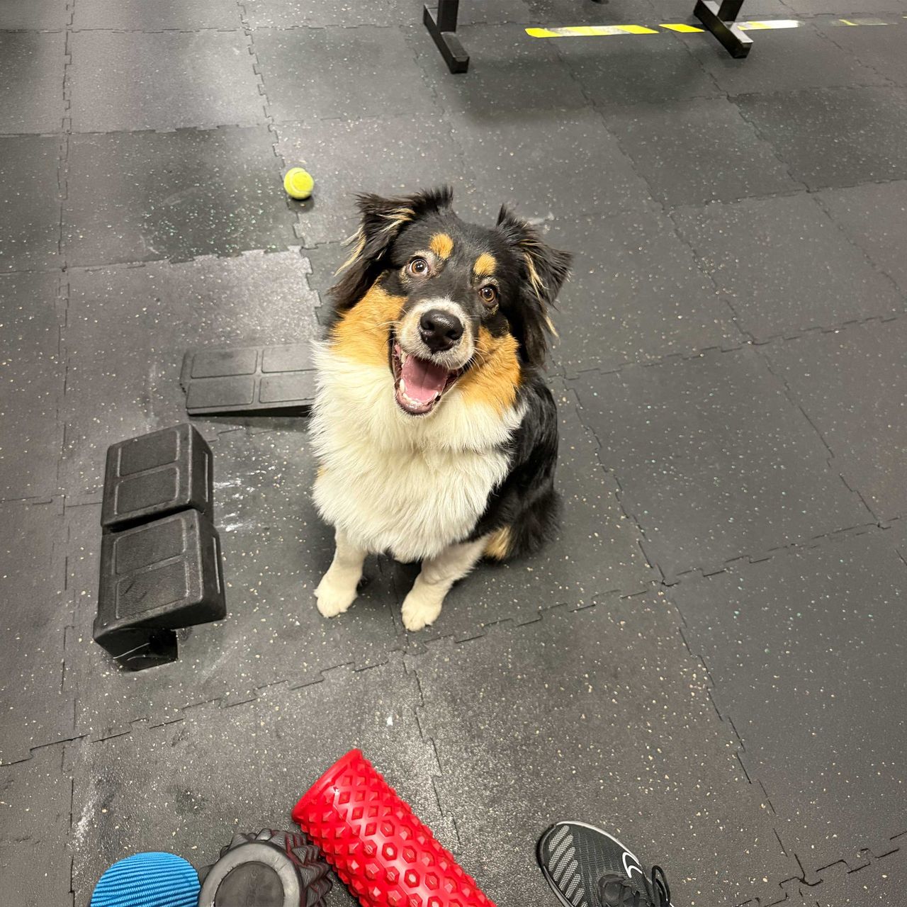 Soutěžní fotografie - Zoe Glorie Ironwoman Breninni,  Australský ovčák