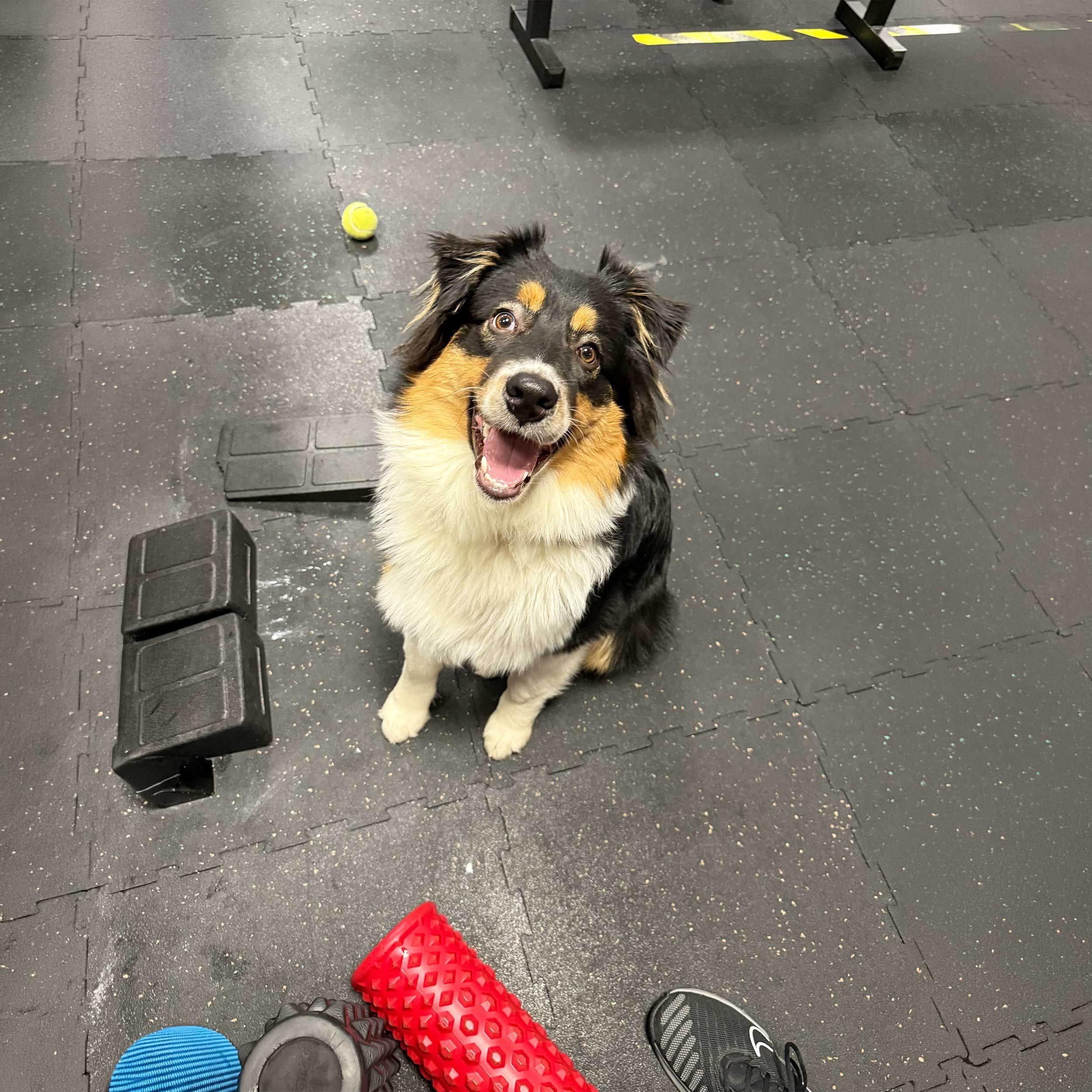 Soutěžní fotografie - Zoe Glorie Ironwoman Breninni,  Australský ovčák